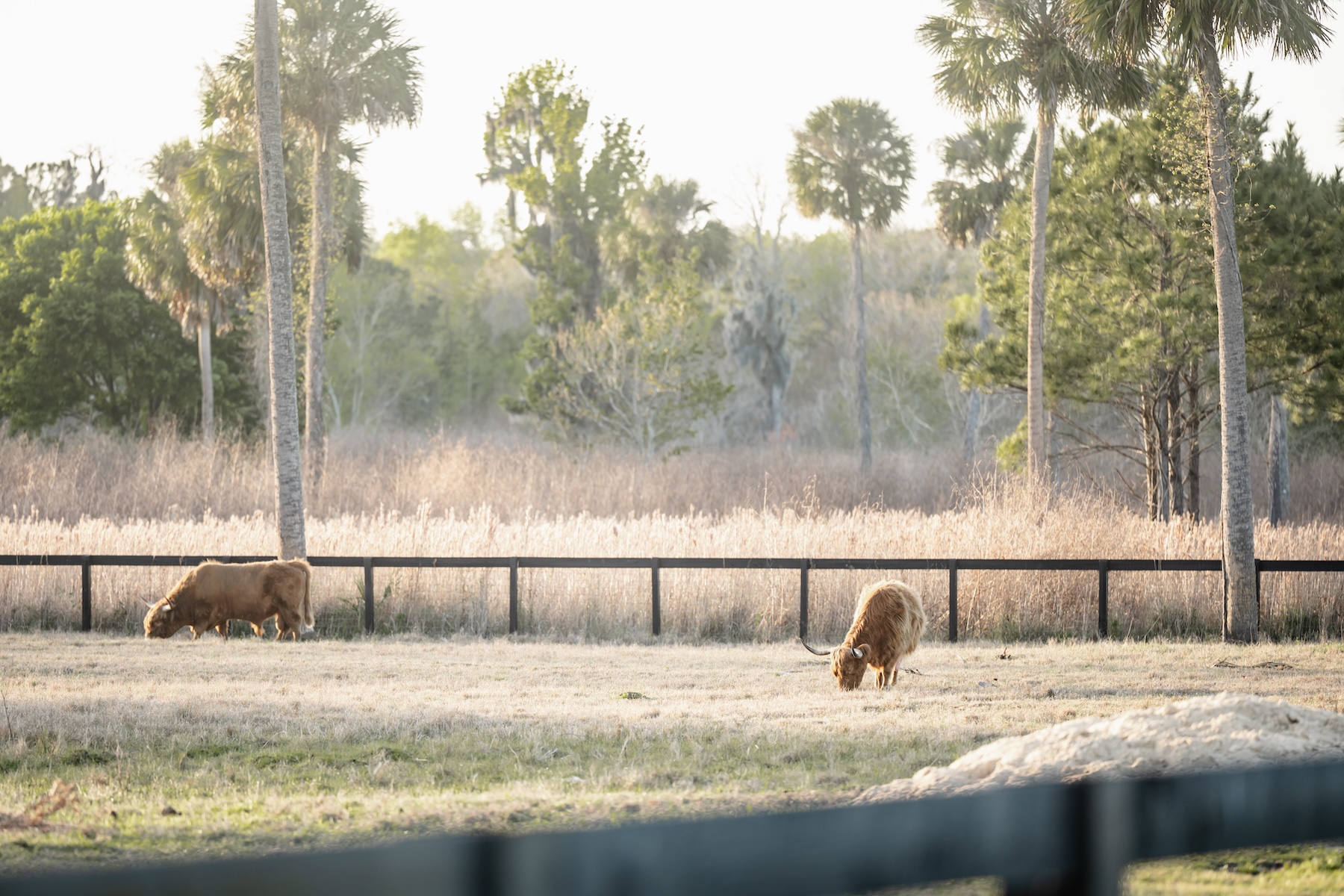 Two fluffy Highland cattle grazing in the open pasture at Ancient City Farmstead near St. Augustine FL, palm trees and golden light in the background with black wooden fence